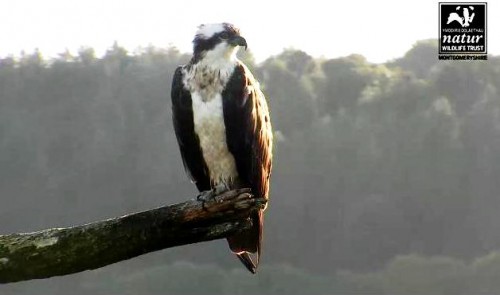 Erglis koka.JPG