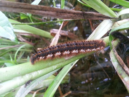 20140602_203451_4.jpg