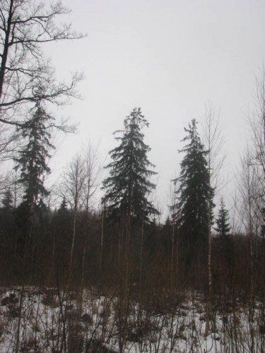 f8553459663c.jpg