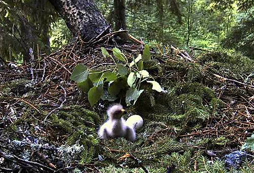 vlcsnap-2011-06-16-18h10m31s128.png